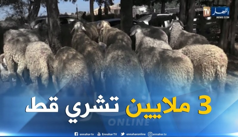 أضحى 2018: بورصة المواشي..3 ملايين لشراء “خروف” في ثوب “خط”