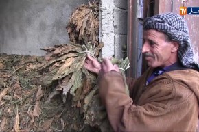 أم البواقي: أكثر من 60 ألف قنطار من مادة تبغ المصغ والنشوق مهددة بالفساد