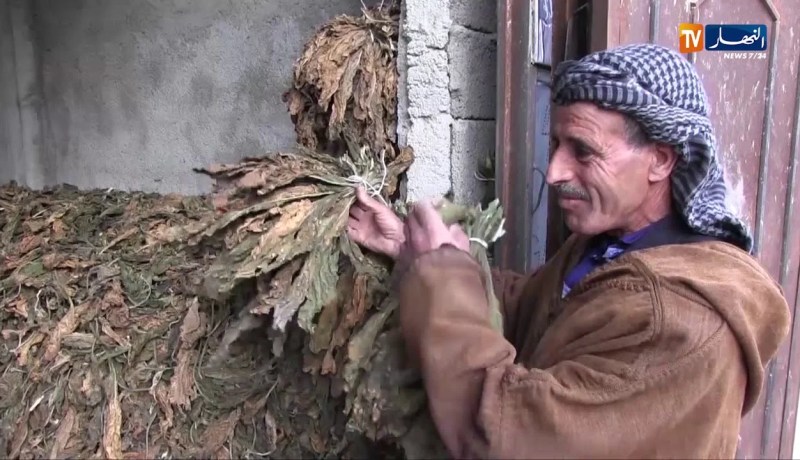 أم البواقي: أكثر من 60 ألف قنطار من مادة تبغ المصغ والنشوق مهددة بالفساد