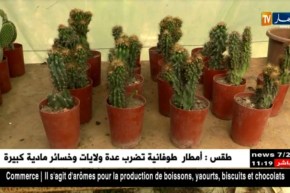 غليزان : الإستثمار في المشاتل ..نشاطات تستقطب الشباب