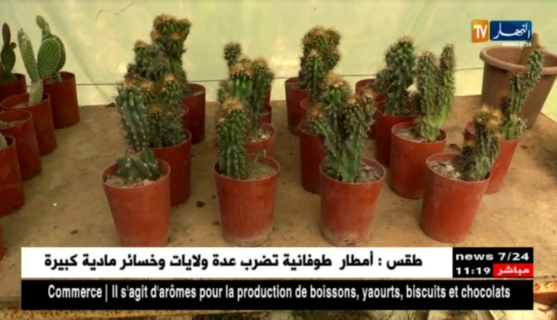 غليزان : الإستثمار في المشاتل ..نشاطات تستقطب الشباب