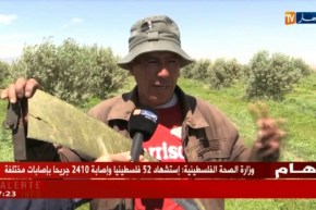 باتنة : الكسبرة ببلدية أولاد عمّار ..إنتاج وفير رغم قلة الإمكانيات !!