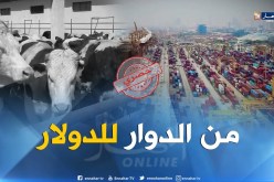 هذه هي أصول مهرب الكوكايين “البوشي”