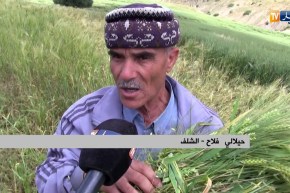 الشلف: فلاحون بأولاد بن عبد القادر يحضرون “المرمز” للشهر الفضيل