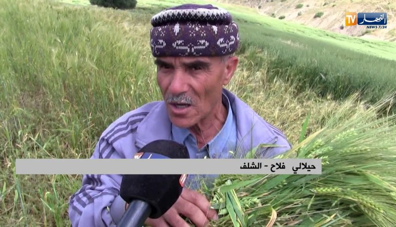 الشلف: فلاحون بأولاد بن عبد القادر يحضرون “المرمز” للشهر الفضيل