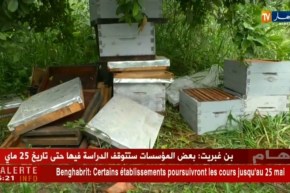 إنتاج وفير من الفول…الفلاحون يستبشرون خيرا