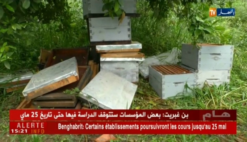 إنتاج وفير من الفول…الفلاحون يستبشرون خيرا