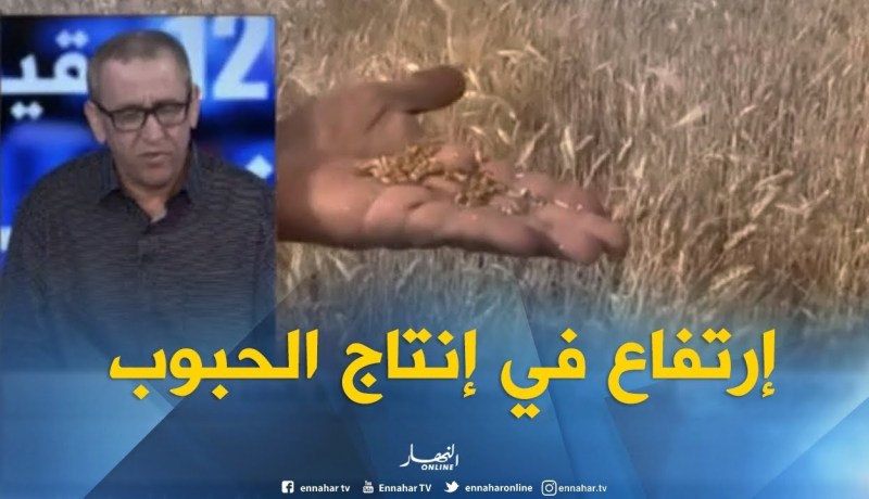 الجزائر تحقق رقما قياسيا في إنتاج الحبوب..إرتفاع بـ63 بالمائة !