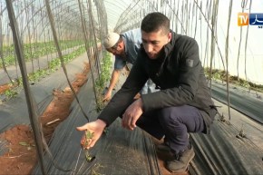 فلاحة: الزراعة بالبيوت البلاستيكية ضمان للمنتوج أمام التقلبات الجوية