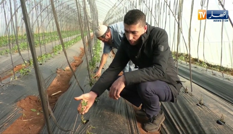 فلاحة: الزراعة بالبيوت البلاستيكية ضمان للمنتوج أمام التقلبات الجوية