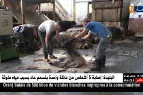 صناعة: هكذا يتم تصدير جلود الأغنام والأبقار من مصنع الرويبة