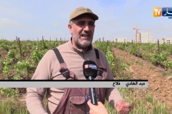 فلاحة: زحف الإسمنت على حساب الأراضي الزراعية .. إلى متى ؟