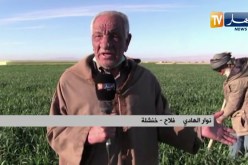 خنشلة: موجة الصقيع تكبد الفلاحين خسائر فادحة بصحراء النمامشة