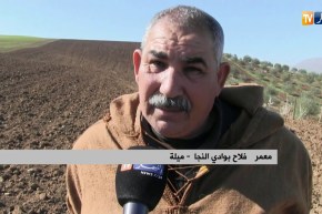 ميلة: ضغط الإنتاج وقلة الحاصدات يؤرق الفلاحين والمديرية تطمئن