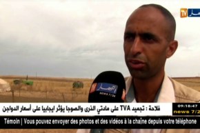 سعيدة: موال يتعرض للسطو باالأسلحة البيضاء من طرف عصابة سرقة المواشي