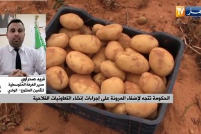 المرحلة الأخيرة لإنتاج التمور .. الوضع البيئي بخسائر فادحة