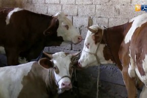 فلاحة: نقابة البياطرة تدعو لإجراءات مستعجلة لوقف إنتشار الحمى القلاعية