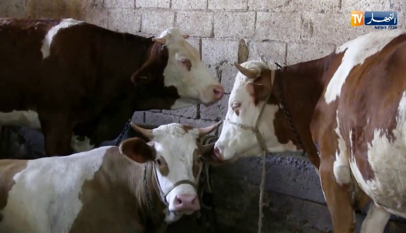 فلاحة: نقابة البياطرة تدعو لإجراءات مستعجلة لوقف إنتشار الحمى القلاعية