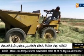 باتنة: الكسبرة ببلدية أولاد عمّار.. إنتاج وفير رغم قلة الإمكانيات !!