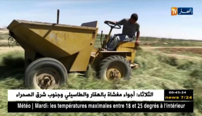 باتنة: الكسبرة ببلدية أولاد عمّار.. إنتاج وفير رغم قلة الإمكانيات !!