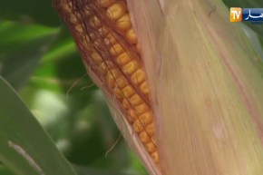 تنويع الشعب الزراعية في الجنوب .. ماهي المنتجات ؟