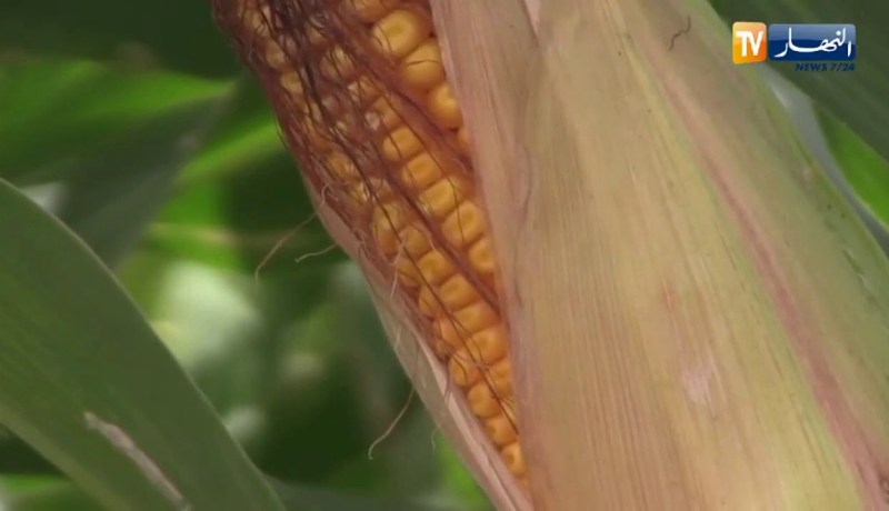 تنويع الشعب الزراعية في الجنوب .. ماهي المنتجات ؟