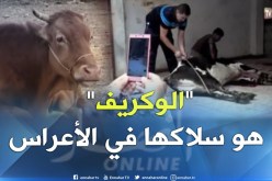 بالفيديو ..هذا هو سبب تفضيل العائلات لحم “الوكريف”على الخروف في أعراسها