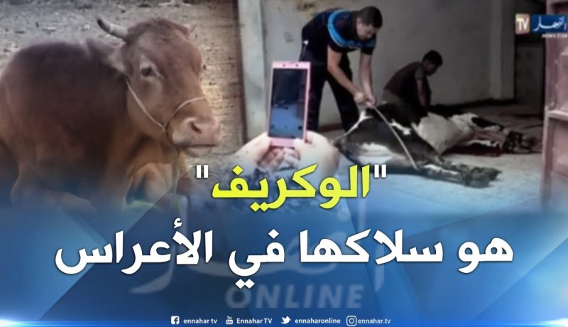 بالفيديو ..هذا هو سبب تفضيل العائلات لحم “الوكريف”على الخروف في أعراسها