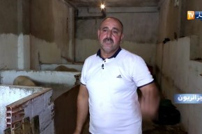 جزائريون:  كباش المصارعة في الجزائر.. بين التجارة والهواية