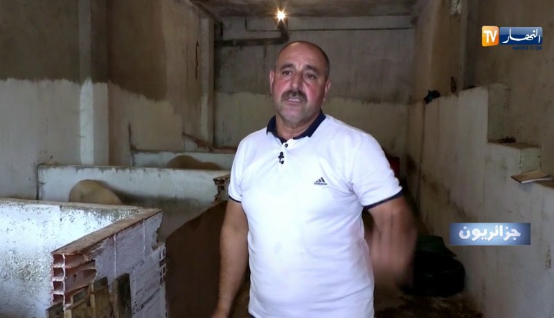 جزائريون:  كباش المصارعة في الجزائر.. بين التجارة والهواية