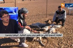 الولايات الحدودية تعاني من ظهور مرض يصيب الماشية.. البياطرة يتجندون !