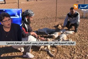 الولايات الحدودية تعاني من ظهور مرض يصيب الماشية.. البياطرة يتجندون !