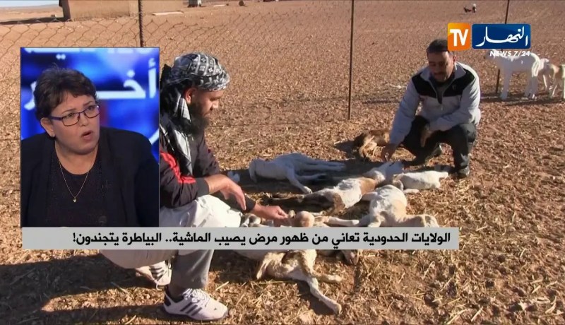 الولايات الحدودية تعاني من ظهور مرض يصيب الماشية.. البياطرة يتجندون !