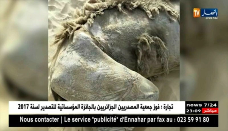 الأحواض البترولية المهملة تتحول إلى مقابر للإبل في الوادي