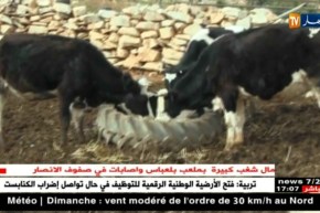 سعيدة: المسالك الريفية تعيق الحاج ولد قادة من تسويق الحليب