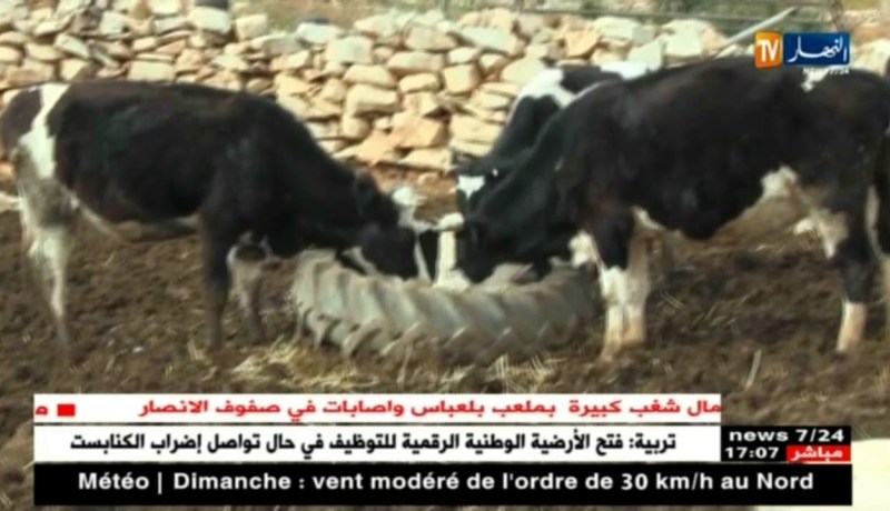 سعيدة: المسالك الريفية تعيق الحاج ولد قادة من تسويق الحليب