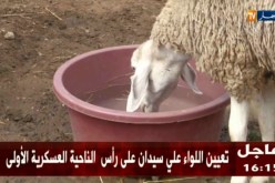 فلاحة: هذه هي الوصفات السرية لتسمين الكباش