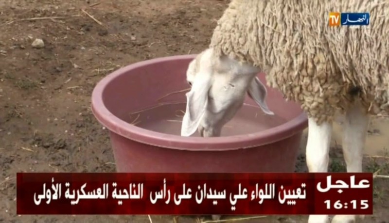 فلاحة: هذه هي الوصفات السرية لتسمين الكباش