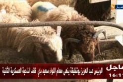 سعر الخروف الجزائري في المرتبة الثانية لأغلى الكباش عربيا