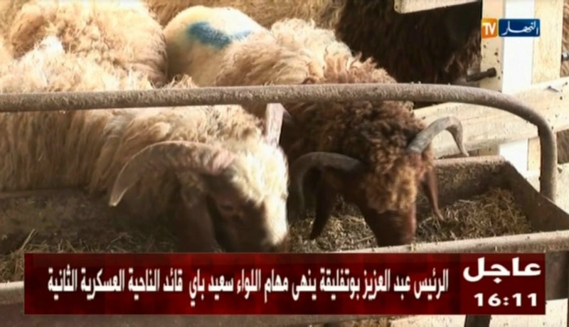 سعر الخروف الجزائري في المرتبة الثانية لأغلى الكباش عربيا