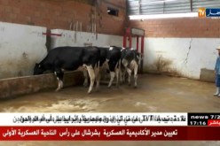 عين تموشنت/ الحمى القلاعية تدفع مربوا الماشية للتأمين عن ممتلكاتهم