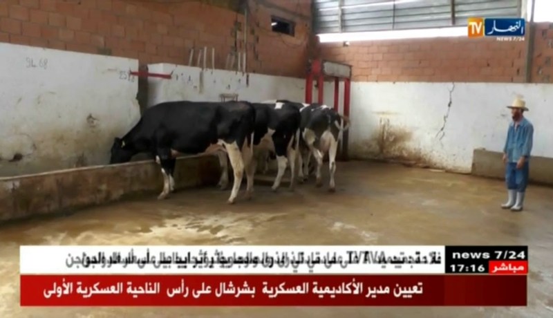 عين تموشنت/ الحمى القلاعية تدفع مربوا الماشية للتأمين عن ممتلكاتهم