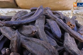 مجتمع: الخروب والضرو.. مصدر رزق وحفاظ على تقاليد الأجداد