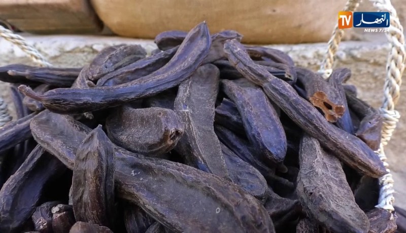 مجتمع: الخروب والضرو.. مصدر رزق وحفاظ على تقاليد الأجداد