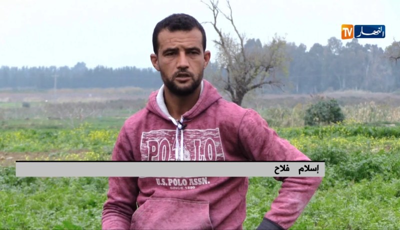 فلاحون يستثمرون في زراعة القصبر والمعدنوس