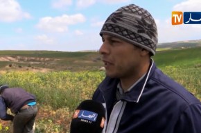 غليزان: شح الأمطار يرهن إنتاج الجلبان البور هذا الموسم