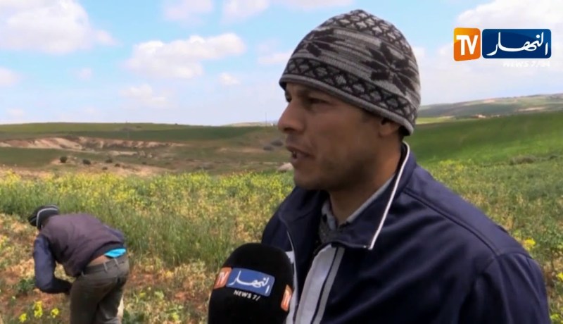 غليزان: شح الأمطار يرهن إنتاج الجلبان البور هذا الموسم