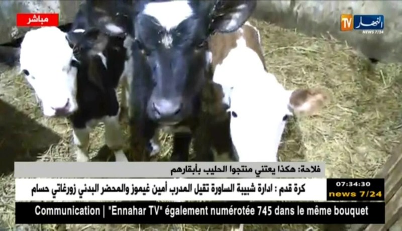 مباشر مع موفد تلفزيون النهار من مزرعة  قاسي بن عبد الرحيم بالعاصمة