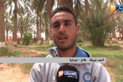 غرداية: تلقيح النخيل ..مهنة في طريق الزوال