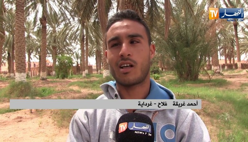 غرداية: تلقيح النخيل ..مهنة في طريق الزوال